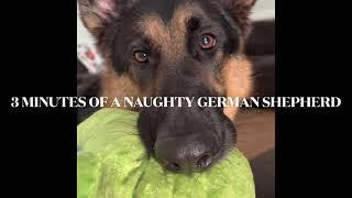 German shepherd being NAUGHTY for 3 minutes straight!! *hilarious #germanshepherd #gsd #reels