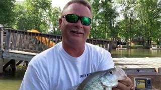 Here they come - Shallow Bite. -  Crappie Fishing