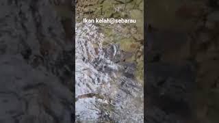 IKAN KELAH@SEBARAU