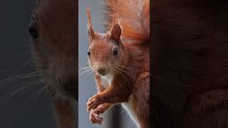 Squirrels: The Clever Acrobats of the Animal Kingdom #viral#shorts#interstingfacts#wildlife#animals