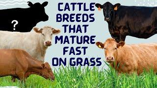 Cattle Breeds that Mature Fast on Grass - Best Grass Fed Cattle Breeds