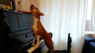 Поющая басенджи (singing  basenji)