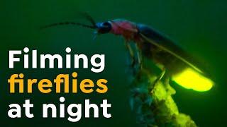 How to Film Fireflies I Behind the Scenes