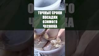 ТОЧНЫЕ СРОКИ ПОСАДКИ Озимого Чеснока  #рецепт #огород #урожай #сад #чеснок