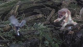 Stoat  Pounces on Unsuspecting Chaffinch!   #Shorts