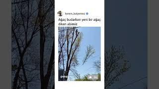 Abi bunu nasıl becerdin #tree