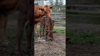 #gadodecorte #agro #pecuaria #bezerros #cria #boi #nascimento #vaca #angus