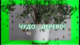 ЧУДО -  ДЕРЕВО