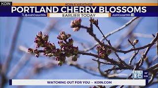 Portland's latest cherry blossom forecast