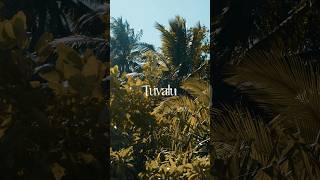 The sound of a palm tree with @artlist_io  #science