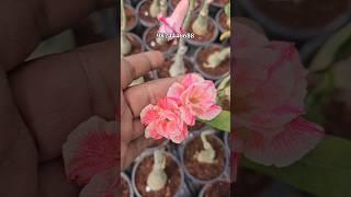 Adenium plant online sell | very low price | desert Rose collection