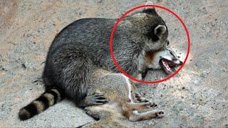 The raccoon grabbed the Fox Here's what came out of it THE FOOTAGE IS NOT FOR THE IMPRESSIONABLE