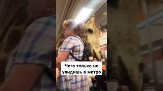 зачем ей голова жирафа #мем #угар