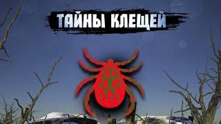 Иксодовый клещ, охотник из другого мира