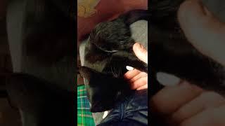 Кошечка Эскимошка любит сидеть на коленях у человека/nice black kitten