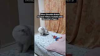 Silver Chinchilla British Shorthair Kittens in India #britishshorthair #mumbai #chennai #bangalore