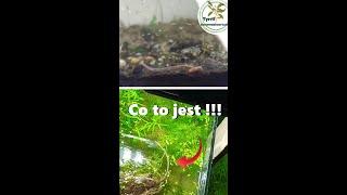 Did you have something like this in your aquarium?