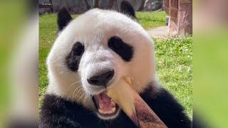 Giant panda eating bamboo shoots up close - ASMR videos