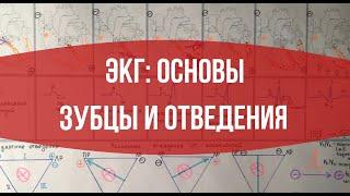 ЭКГ: Основы. Зубцы и отведения.