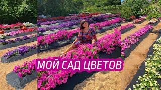 МОЙ САД ЦВЕТОВ 2021, как в Дубае )