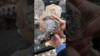 batu fosil hewan purba yg sangat langka