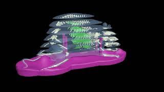 Sectional Mouse for X-Ray CT