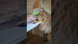 Something too tasty | Nafantik  #shorts #cat #delicious