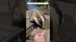 Барсук застрял в капкане и чудом был спасен