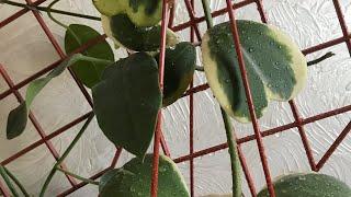 19.09.24 Дешево і класно! Купила утримувачі для рослин.#plants #hoya #украіна