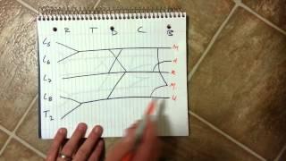 Brachial Plexus- How to draw it well in less than 20 seconds