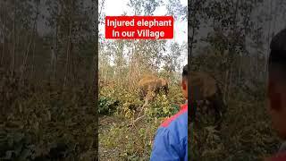 injured elephant in our Village #salboni #injured