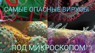 Самые Опасные Вирусы для Человека | Под Микроскопом