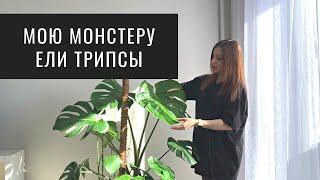 Монстеру ели Трипсы. Как Спасти Растение от Трипсов?