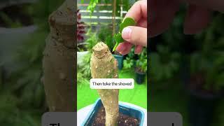 Cactus grafting method #gardentips #gardencare #garden #gardening #planttips #plantcare #growplant