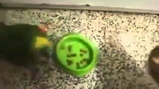 Ha watch this