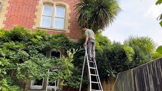 Homeowners Wisteria was Becoming Overgrown on their Property! I get it Under control!