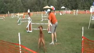 AKC Agility EXC A JWW Alisa ridgeback