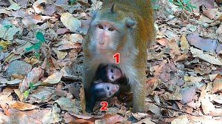 Really amazing to be able to take care of two children at the same time    Real Angkor Monkey