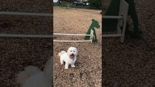 Does She Take the Leap of Faith on the Dog Agility Course?