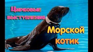 Морской котик. Цирковые выступления