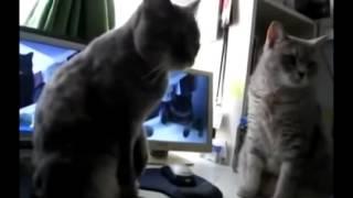 Cats playing Patty Cake НА РУССКОМ!!! Коты играют в ладушки