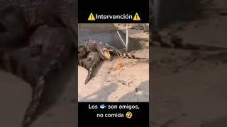 Los peces son Amigos