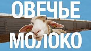 Молоко, которое улучшит ваше здоровье и самочувствие #гастродачавселуг #ферма #молоко