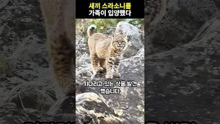 한 가족이 길 잃은 새끼 스라소니를 발견하여 입양했다