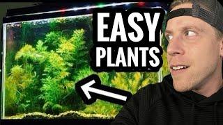 My Top 10 Easy Beginner Aquarium Plants