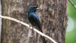 Madagascar Crested Drongo - Endemic / Madagascar