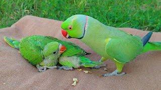 Non Stop Talking Parrot Greeting Babies Funny Compilation | Talking Parrot Compilation Videos