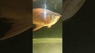 A beautiful golden arowana fish #arowana #shorts