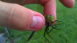 Common Green Darner (Anax junius)