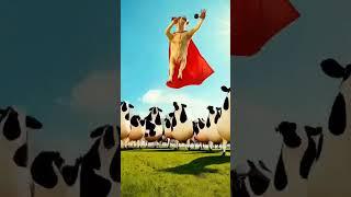 "Moo Heroes Unite! Funny Cow Dance Flash Mob 2025"